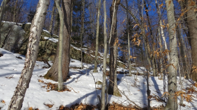 Forêt-versant lac Philip-MD
