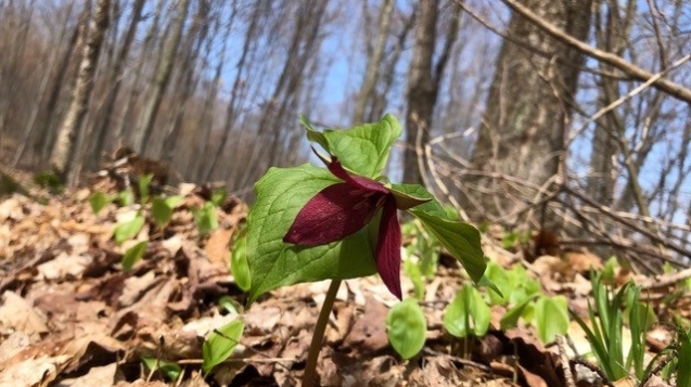 Trillium